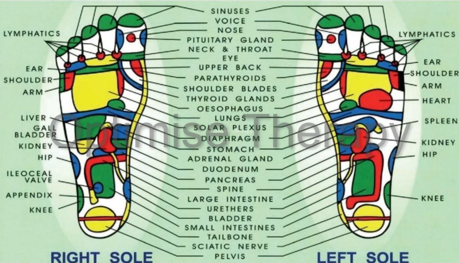 Reflexology Watermarked Reflexology Watermarked